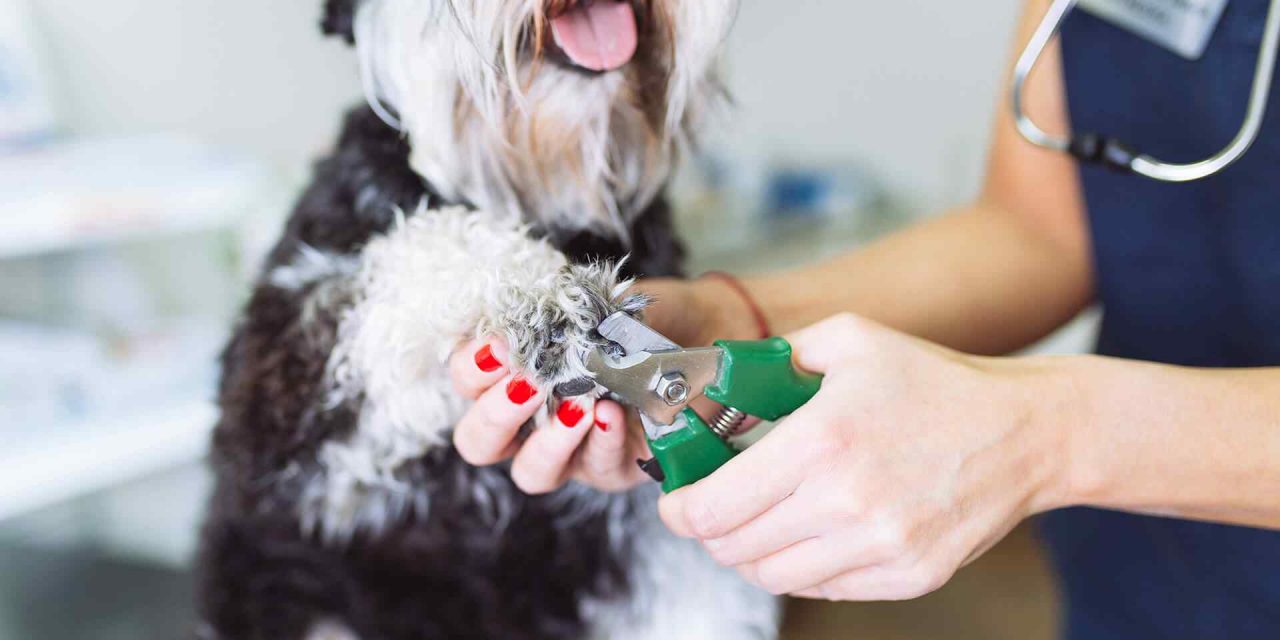 How to Choose the Perfect Groomer?