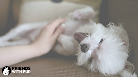 The Benefits of Grooming Your Pet