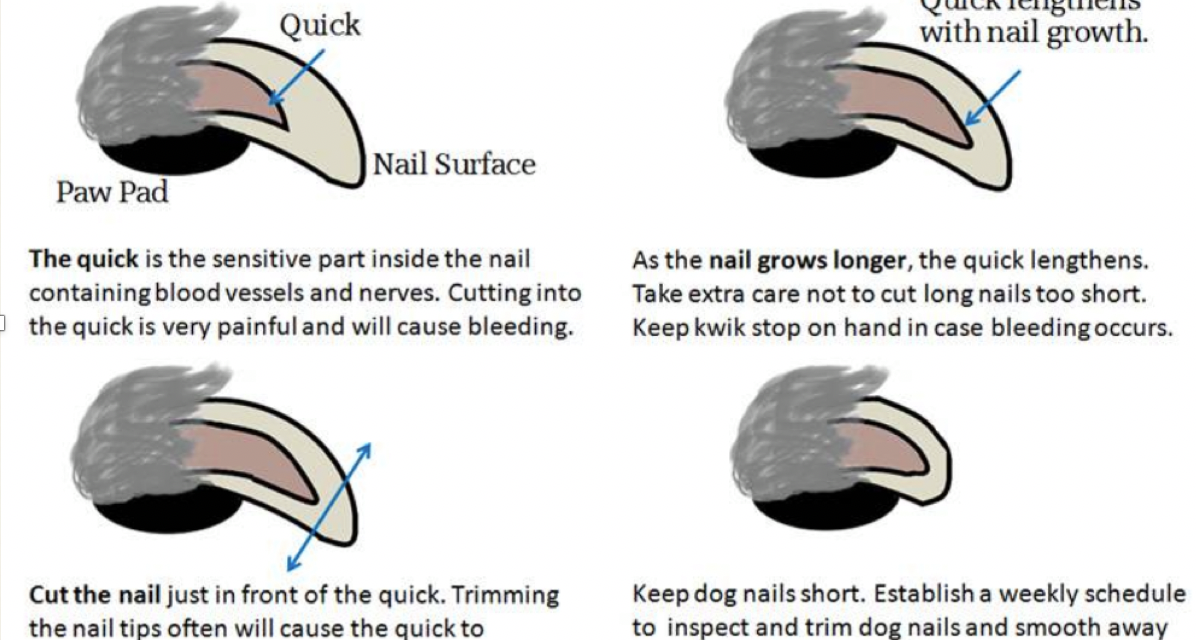 How to trim your dog’s nails