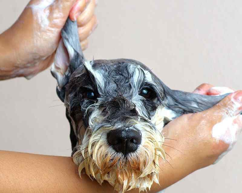 The Importance Of Grooming Your Pet In Winter!